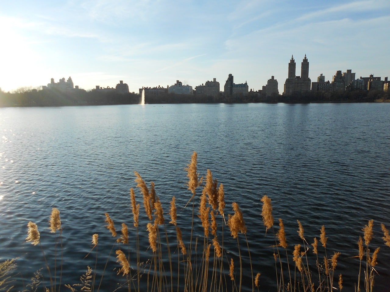 new york, nature, manhattan
