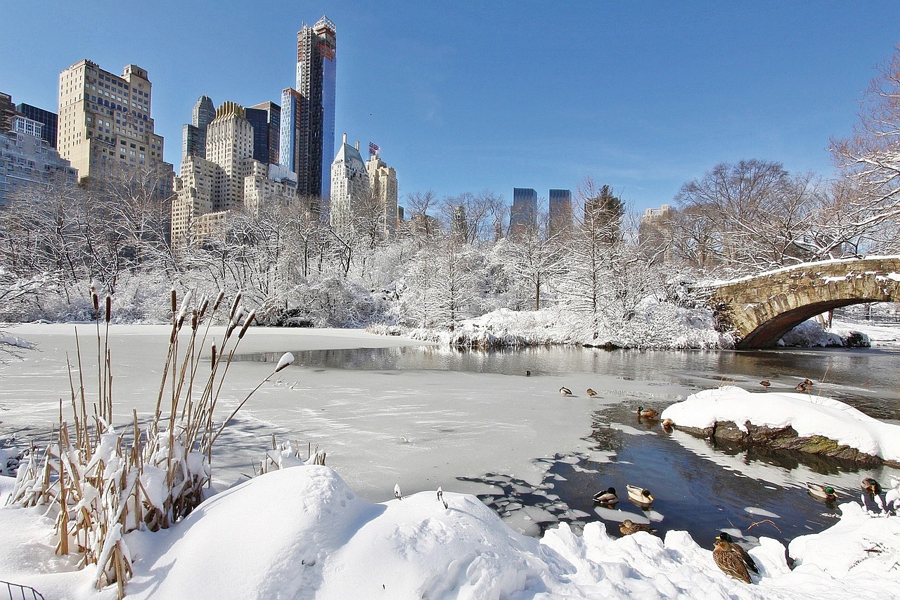 Central Park enneigé, New York, pont, canards, gratte-ciel.